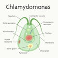 Chlamydomonas - the structure of the microorganism. Vector graphics.